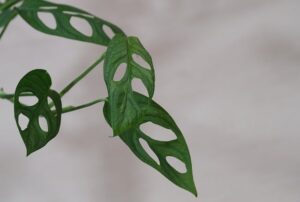 Auch Monstera adansonii ist giftig für Katzen