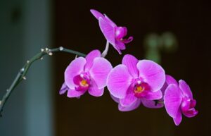 Die meisten Orchideen wie die Phalaenopsis sind nicht giftig für Katzen