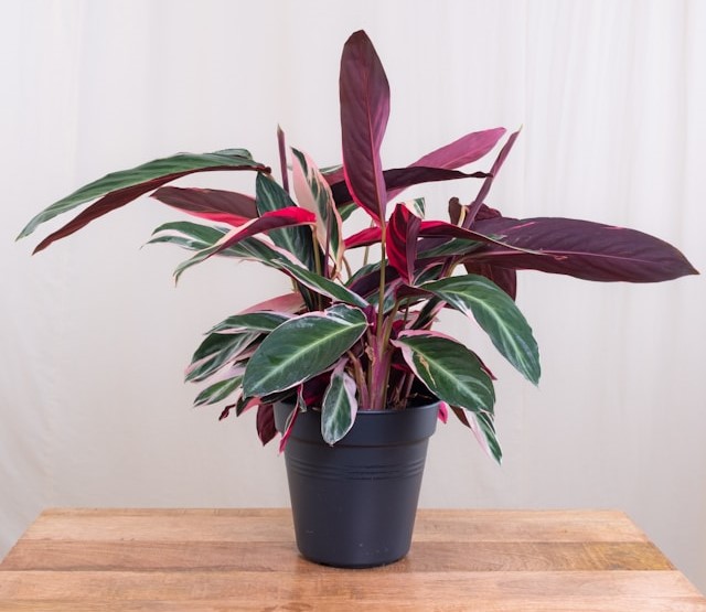 Calathea giftig für Katzen?