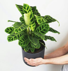 Calathea: Dekorativ und ungiftig für Katzen