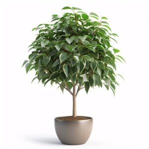 Ficus benjamini für Katzen giftig?